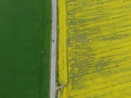 Aerial view rapeseed blooming. Yellow fields from above.の写真素材