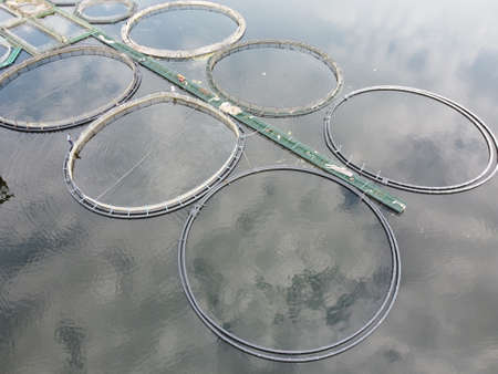 Aerial wide angle view to the landscape with calm waves and salmon fish industry farm circle fences above the water surface. Fish farming or pisciculture concept 4K footageの写真素材
