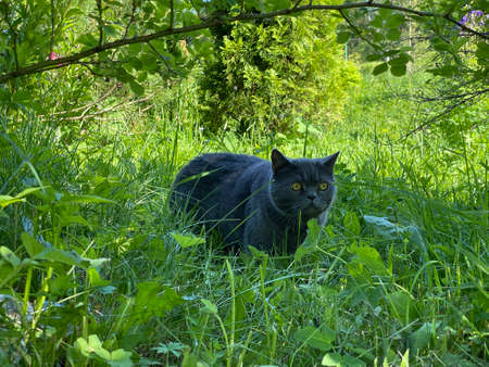 portrait of a black domestic cat lying in the grassの写真素材