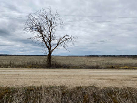 lonely dry tree near a country road on a cloudy spring dayの写真素材