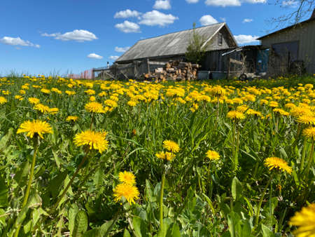 field of yellow dandelions on a sunny summer dayの写真素材