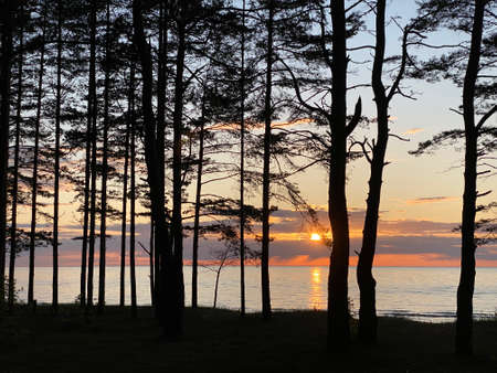 Pine forest on the shore of the Gulf of Finland at sunset