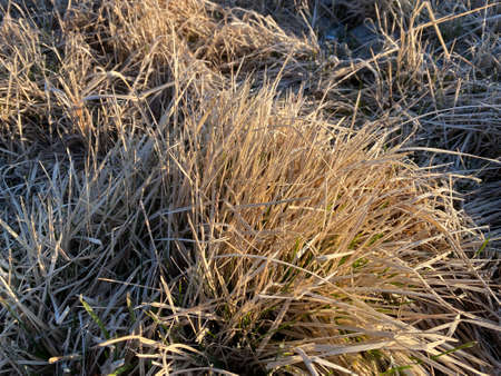 yellow dry grass in hoarfrost in the early morningの写真素材