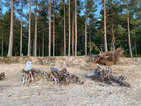 Pine forest on the shore of the Gulf of Finland at sunsetの写真素材