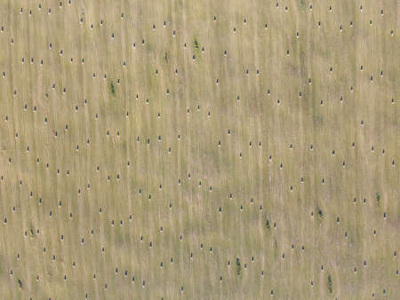 rolls of hay on the field aerial photoの写真素材