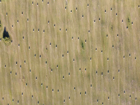 rolls of hay on the field aerial photoの写真素材