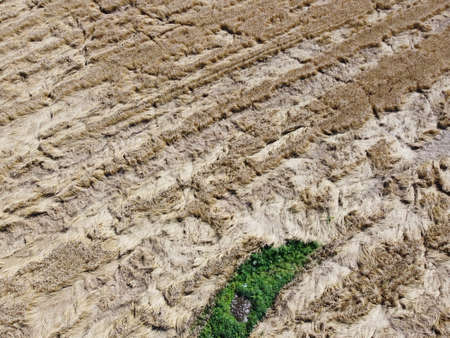 rye field aerial photo top view