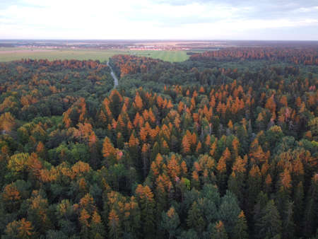 summer green forest in the rays of the setting sun aerial photographyの写真素材