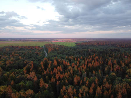 summer green forest in the rays of the setting sun aerial photographyの写真素材