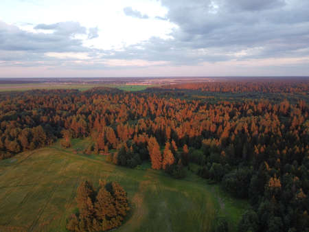 summer green forest in the rays of the setting sun aerial photographyの写真素材