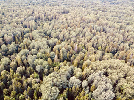 summer green dense forest aerial photography