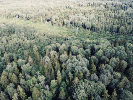 summer green dense forest aerial photography