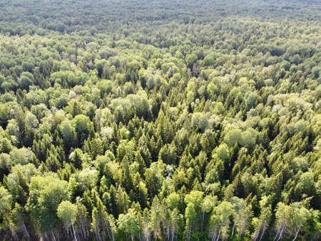 summer green dense forest aerial photographyの写真素材