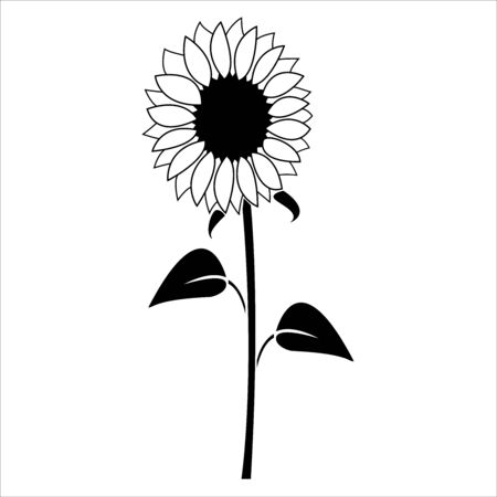 Sunflower illustration on white backgroundのイラスト素材