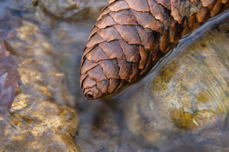 A close up of a conifer cone lying in a stream in the woods
