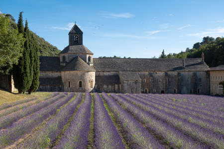 Senanque, France - July 5, 2020: Blooming purple lavender field next to the famous medieval abbey of...