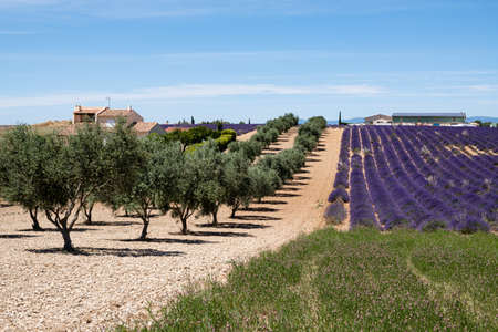 Valensole, France - July 5, 2020: Lavender field and olive trees in Provenceのeditorial素材