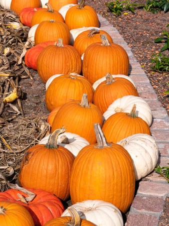 Autumn decoration with white and orange pumpkins along the wine road in Alsace, France