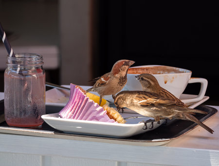 Sparrows feed on leftovers on a restaurant trayの写真素材