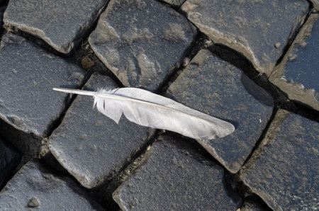 A pigeon feather on the cobbled pavement of the old town of Freiburg im Breisgauの写真素材