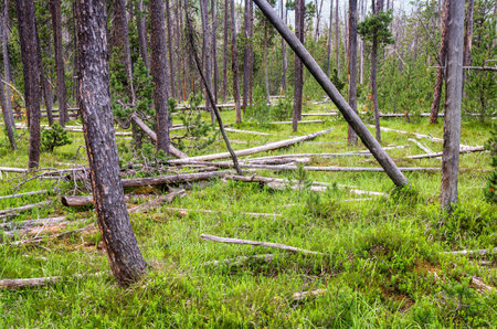 Fallen dry tree trunks in the Swiss National Park, famous for untouched nature, located in the...