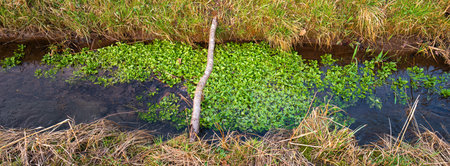 A panoramic scene from nature: greenery in a water stream