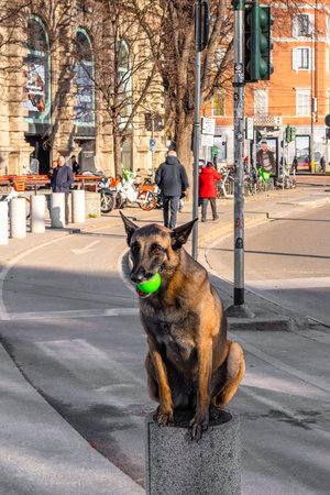 Milan, Italy - December 9, 2025: A dog sitting on a small concrete pillar holding a green ball in its mouth, in an urban setting with people and buildings in the background.のeditorial素材