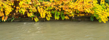 Autumn leaves overhanging a calm water stream, showcasing vibrant yellow and green foliage.の写真素材