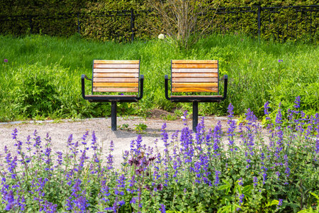 Two wooden benches facing each other in a lush green park, surrounded by vibrant purple flowers and greenery.の写真素材