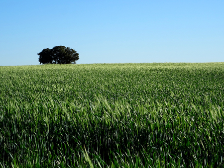 view of green wheat field with a lonely treeの写真素材