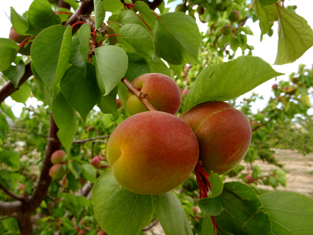 close-up apricots on the tree, fruit cropの写真素材