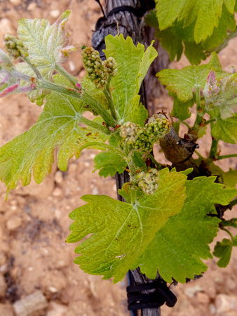 Close up of the first buds of a grape plantの写真素材