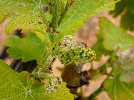Close up of the first buds of a grape plantの写真素材