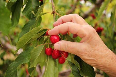 farmer's hand checking cherry maturity before removing them from the treeの写真素材
