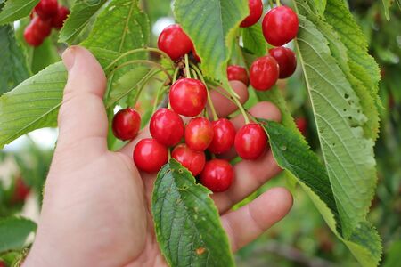 farmer's hand checking the growth of his cherry crop before harvestingの写真素材