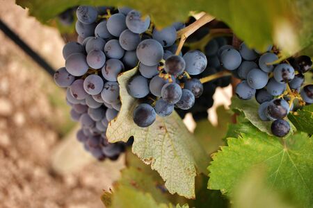 Close-up of ripe grape cluster of the monastrell variety just before the harvest. Designation of Origin Jumilla, Spain.の写真素材