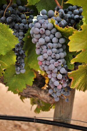Close-up of ripe grape cluster of the monastrell variety just before the harvest. Designation of Origin Jumilla, Spain.の写真素材