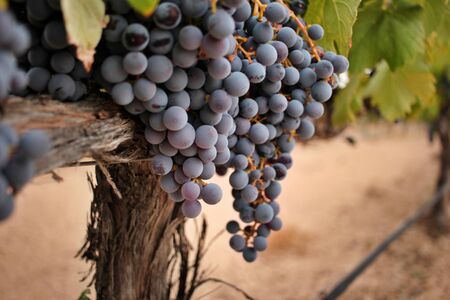 Close-up of ripe grape cluster of the monastrell variety just before the harvest. Designation of Origin Jumilla, Spain.の写真素材