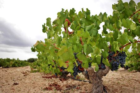 Monastrell grape vine with ripe grapes just before the harvest. Designation of Origin Jumilla, Spainの写真素材