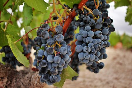 Close-up of ripe grape cluster of the monastrell variety just before the harvest. Designation of Origin Jumilla, Spain.の写真素材
