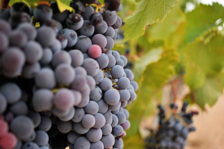 Close-up of ripe grape cluster of the monastrell variety just before the harvest. Designation of Origin Jumilla, Spain.の写真素材