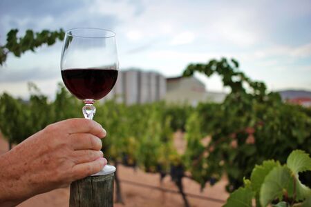 Woman's hand holding a glass of wine among the vineyards. wine growing and productionの写真素材