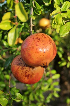 ripe pomegranate ready to be harvested. Pomegranate of the Mollar variety of Elche crops in Alicante, Spain.の写真素材