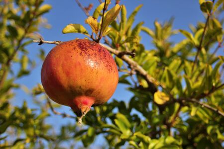 Pomegranate cultivation Pomegranate fruit field. Pomegranate close-up.の写真素材