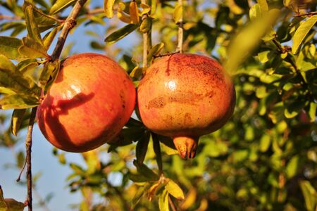 Pomegranate cultivation Pomegranate fruit field. Pomegranate close-up.の写真素材