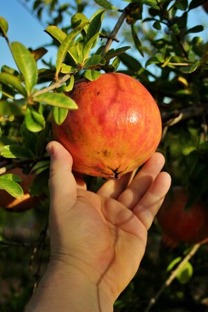 Farmer's hand holding a ripe pomegranate, ready for harvest. Pomegranate cultivation of the mollar variety. Spain.の写真素材
