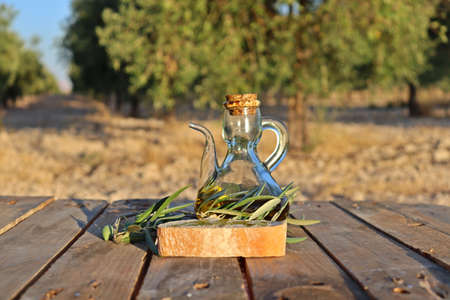 close-up of an oil jug with slice of bread and olive oil tree branch. Background of a field of olive trees before harvest. Cultivation of organic olives.の写真素材