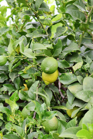 closeup detail of a lemon hanging from the tree branch. Citrus cultivation. Field of fruit trees of the variety of citrusの写真素材