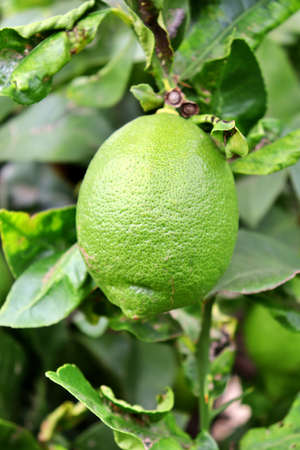 closeup detail of a lemon hanging from the tree branch. Citrus cultivation. Field of fruit trees of the variety of citrusの写真素材