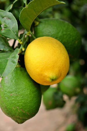 closeup detail of a lemon hanging from the tree branch. Citrus cultivation. Field of fruit trees of the variety of citrusの写真素材